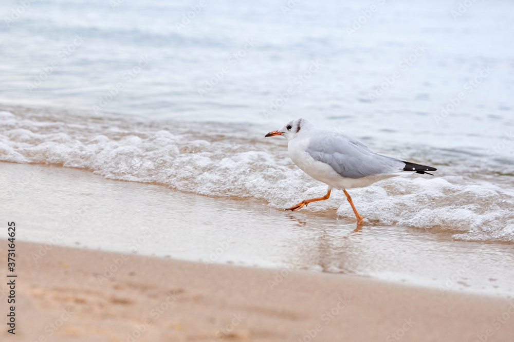 A lonely gull runs along the sea, in a hurry A lonely gull runs along the sea, in a hurry