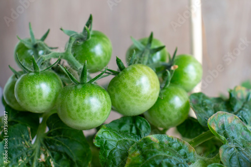 Green Cherry tomato fruits ripens on a bush branch. Selective focus. Growing food at home theme. © Андрей Рыков