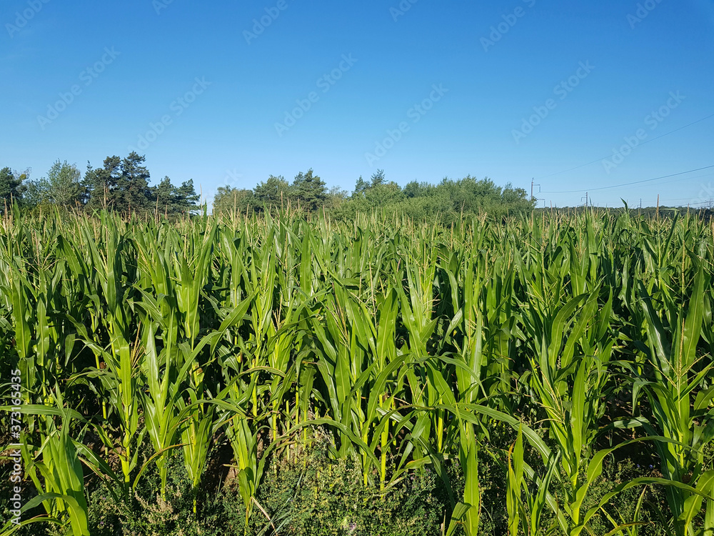 Cornfield. Young corn is growing in the field. Agricultural industry