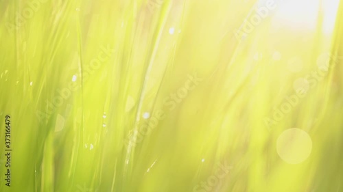 Green grass with water drops