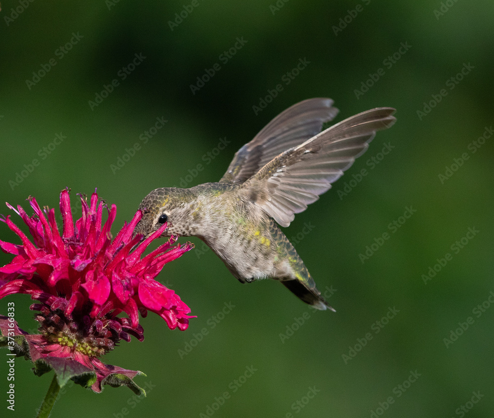 Fototapeta premium hummingbird feeding on flower