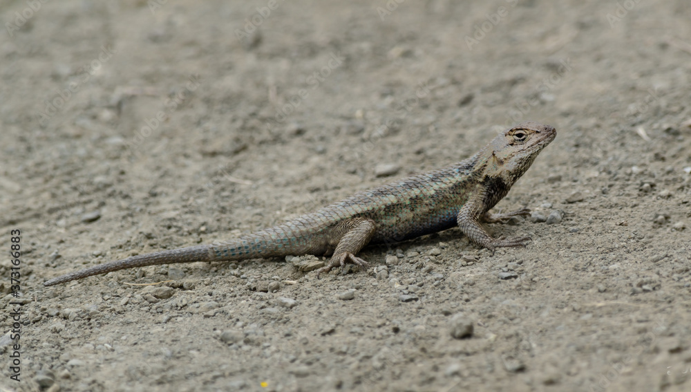 lizard on the ground. The lizard color matches the color of the ground for camouflage lizard on the ground. The lizard color matches the color of the ground for camouflage