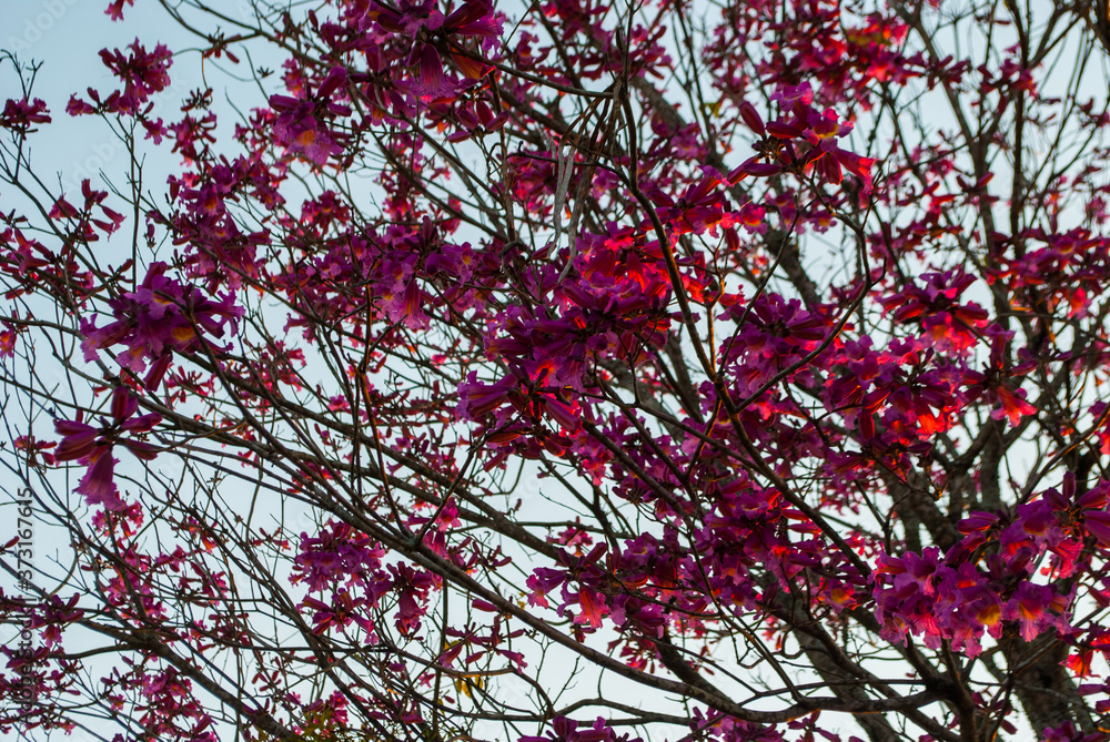 tree, spring, blossom, nature, sky, pink, flower, leaves, autumn, cherry, red, leaf, branch, blue, bloom, flowers, season, fall, beautiful, blooming, branches, sakura, garden, natural, bright tree, spring, blossom, nature, sky, pink, flower, leaves, autumn, cherry, red, leaf, branch, blue, bloom, flowers, season, fall, beautiful, blooming, branches, sakura, garden, natural, bright
