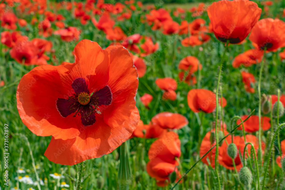 farbenfrohes Mohnblumen Feld 