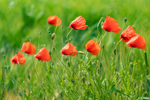 farbenfrohes Mohnblumen Feld  photo