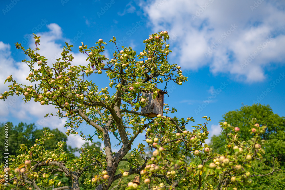 Fototapeta premium selbstbau Vogelhäuschen im eigenen Apfel Garten