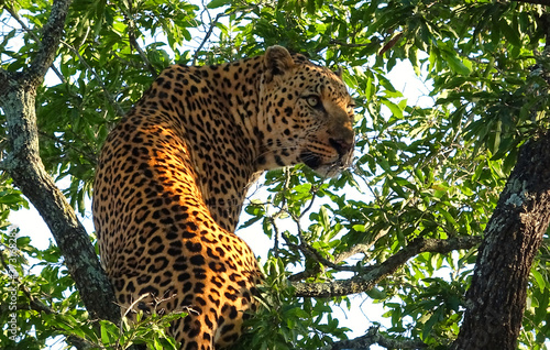 leopard in the tree - Karongwe Game Reserve, Safari in South Africa