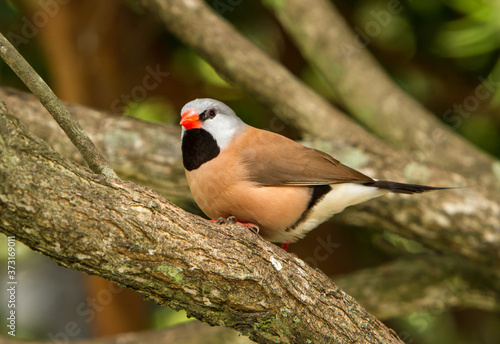 A long-tailed finch (Poephila acuticauda), it is a common species of estrildid finch found in Australia.