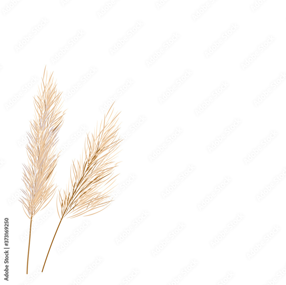 Vector stock illustration of pampas grass. Cream branch of dry grass. Panicle Cortaderia selloana South America, feather flower head plumesstep. Soft pink color. Template for a wedding card. Vector stock illustration of pampas grass. Cream branch of dry grass. Panicle Cortaderia selloana South America, feather flower head plumesstep. Soft pink color. Template for a wedding card.