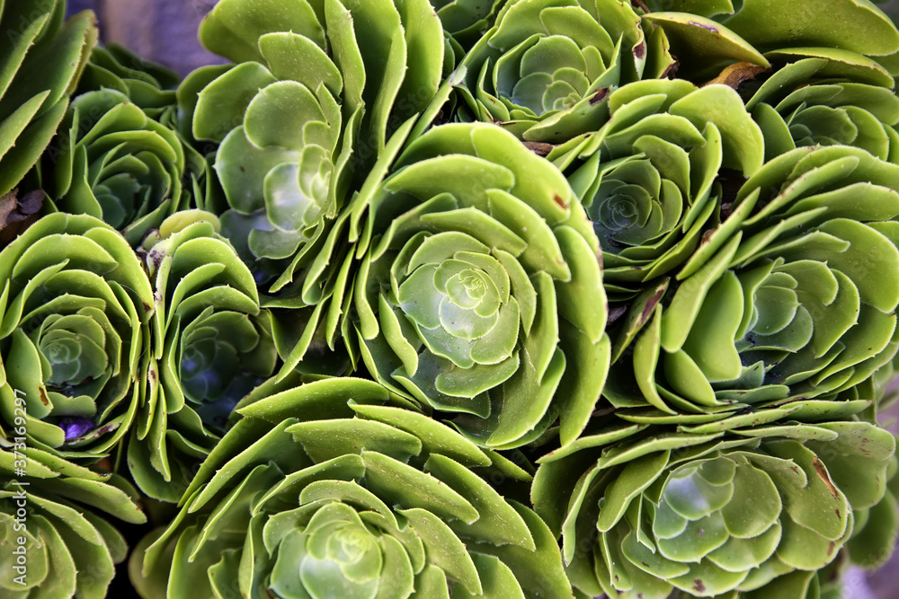 Exotic cactus plants Exotic cactus plants