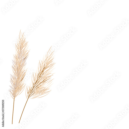 Vector stock illustration of pampas grass. Cream branch of dry grass. Panicle Cortaderia selloana South America, feather flower head plumesstep. Soft pink color. Template for a wedding card.