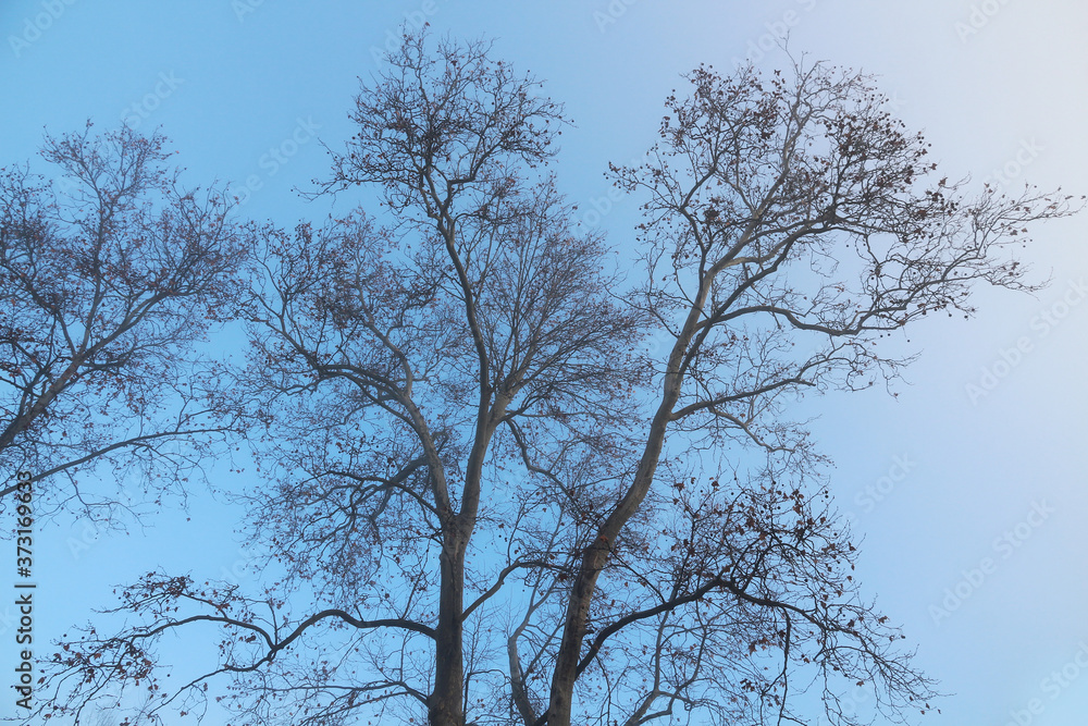 Cold winter morning - trees silhouettes Cold winter morning - trees silhouettes