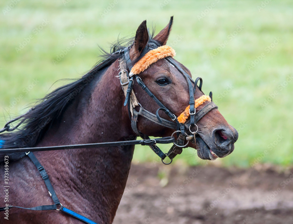 Obraz premium Race horse at the racetrack