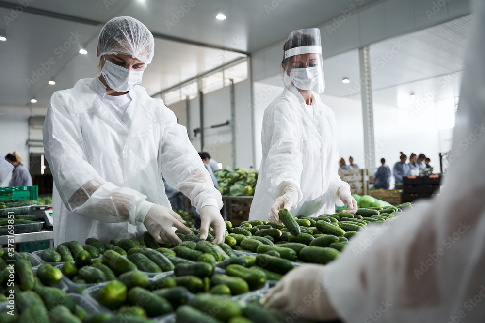 Female workers involved in packing fresh vegetables Stock Photo Adobe