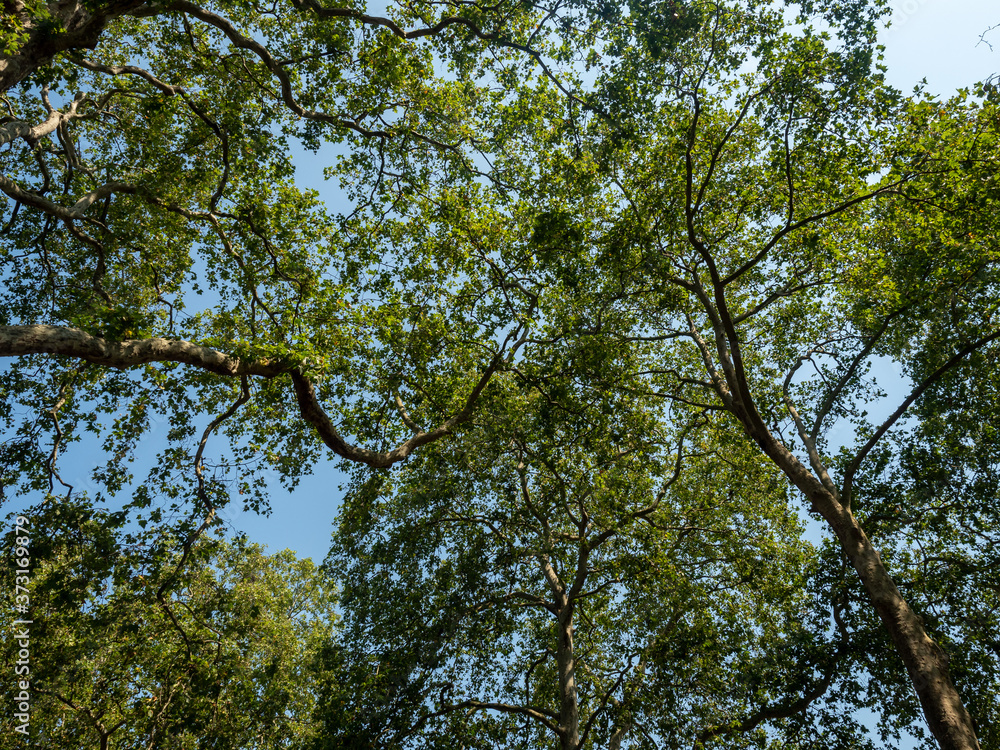 Trees Trees