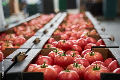 Sorted fresh vegetables laid out in even rows