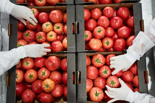 фотографія Packers in uniforms preparing vegetables for shipping