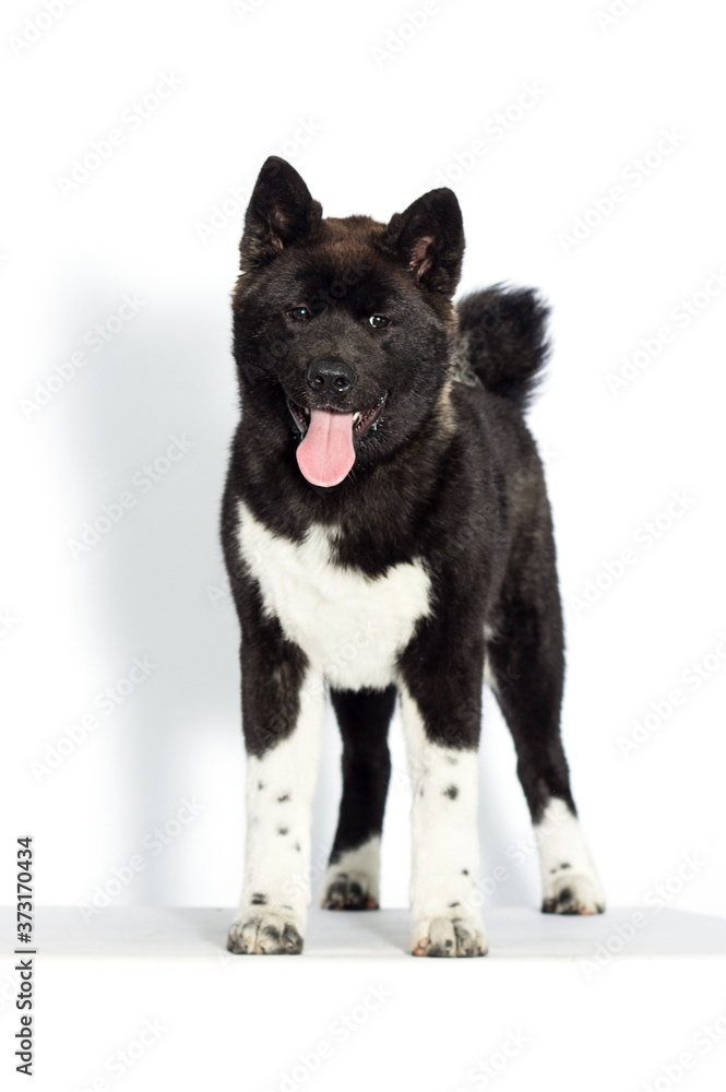 puppy stands against white background, American Akita