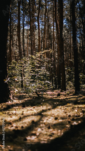 Fototapeta Naklejka Na Ścianę i Meble -  Drzewo w lesie