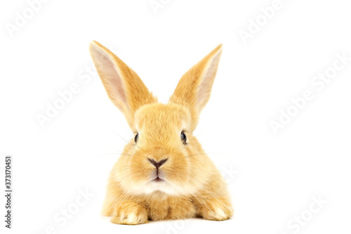 Head of fluffy ginger rabbit isolated on white background. Lovely eyes. Easter concept.