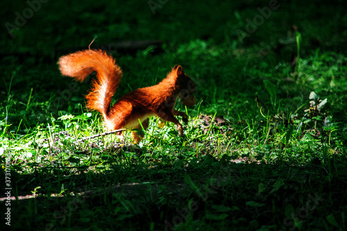 wiewiórka w parku © Dariusz Grochal 