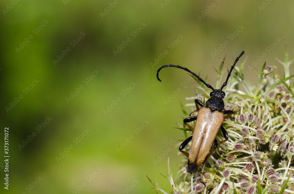 Male Red-brown Longhorn Beetle close up
