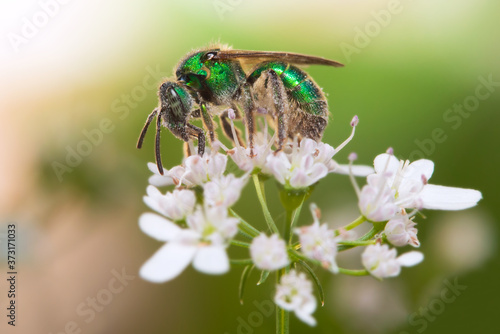 Green Bee on an oregano flower photo