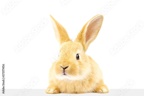A cute fluffy ginger rabbit looks at the signboard. A beautiful animal. Easter concept.