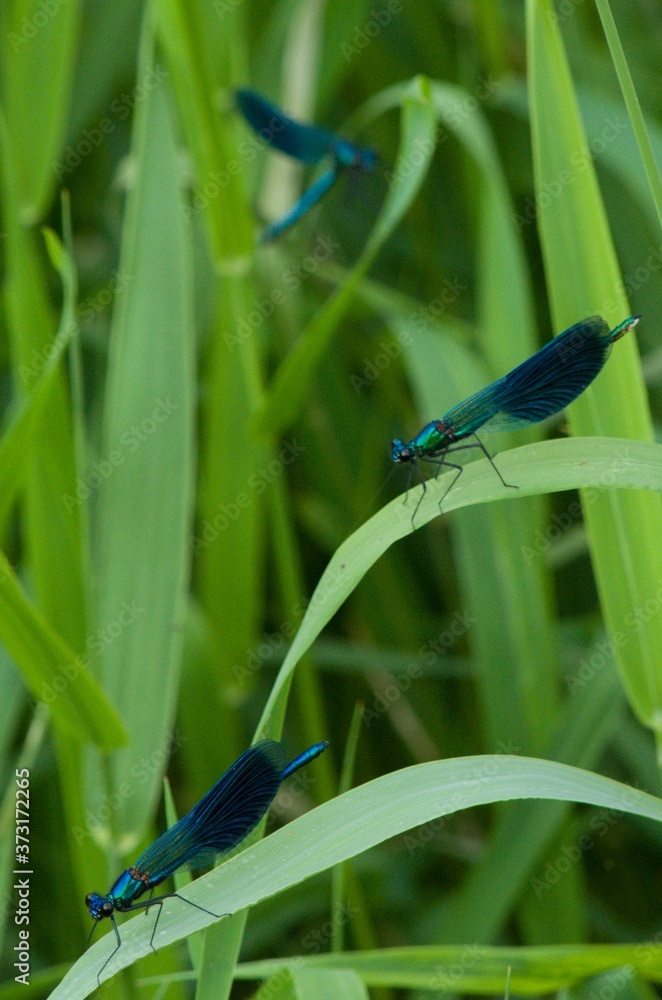 blue dragonfly on a leaf blue dragonfly on a leaf