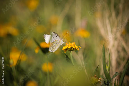 Mariposa blanca © Daniel