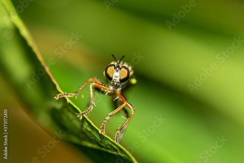 Makro Mückenkopf © Adrian