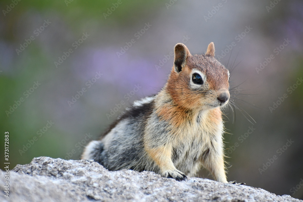 Fototapeta premium Chipmunk surveys his vast kingdom.