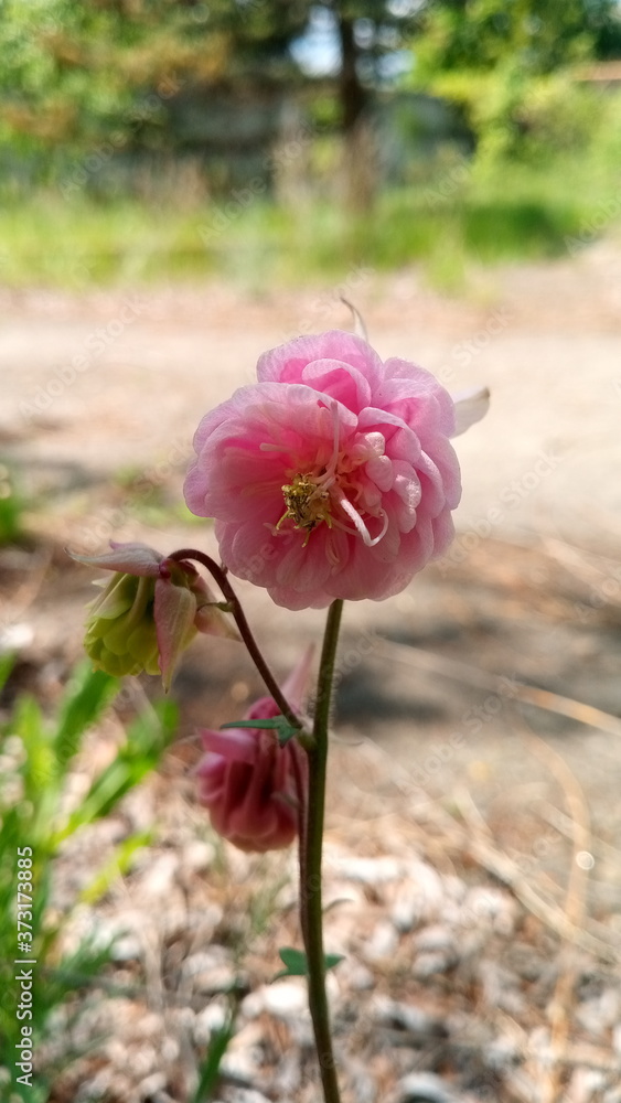 Wild pink flower