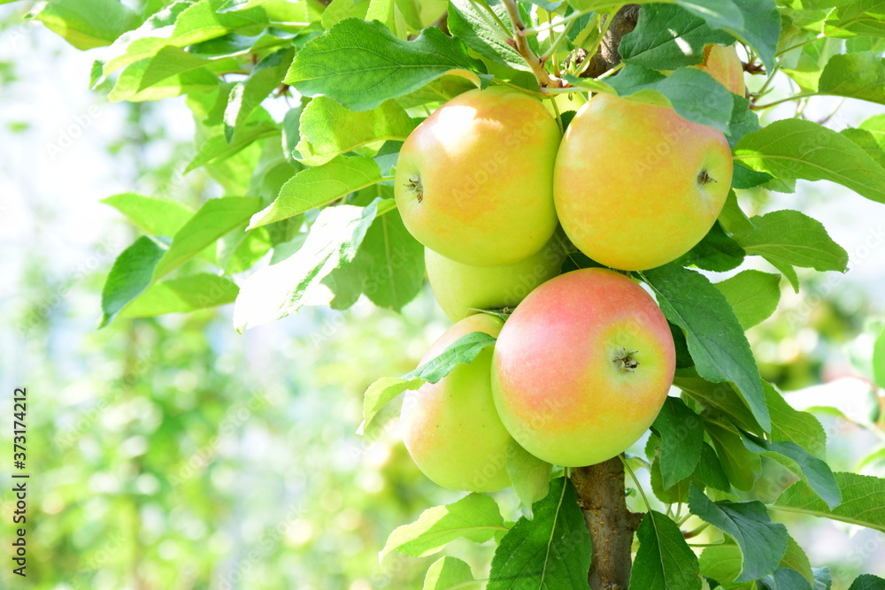 Leckere Äpfel am Apfelbaum im Herbst