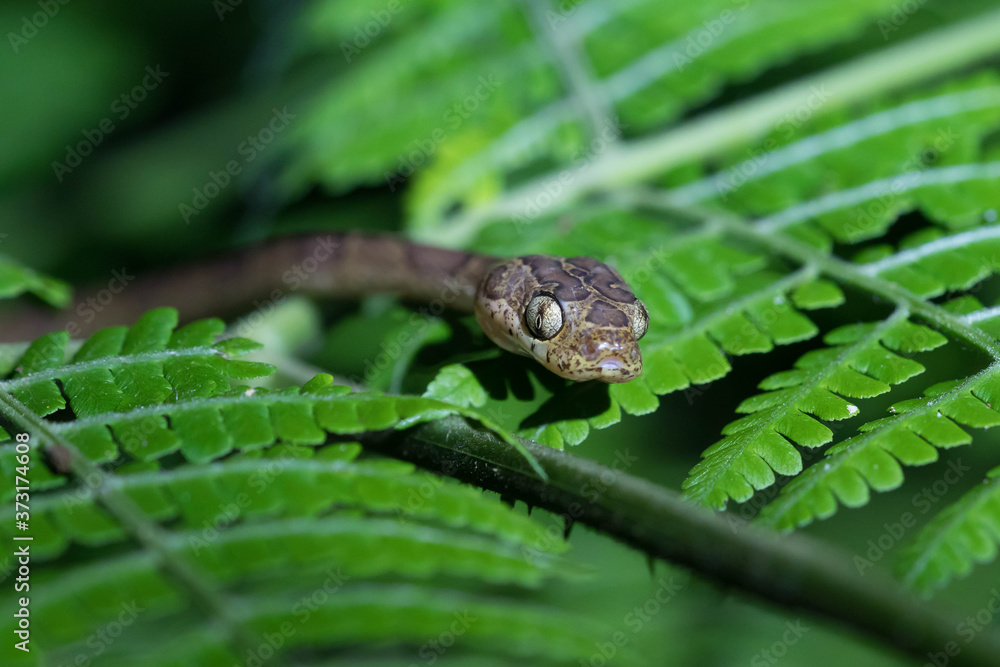 Obraz premium Blunthead tree snake, Imantodes cenchoa, in La Tigra, Costa Rica