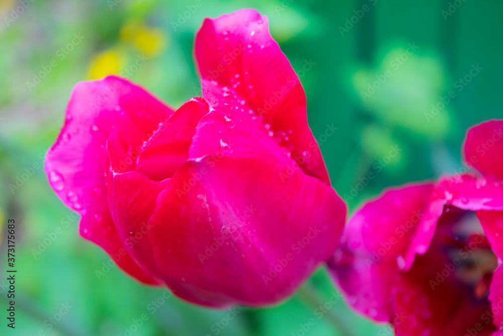 Fototapeta premium Spring, red tulip flower in the garden