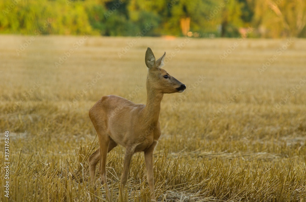 deer in the forest deer in the forest