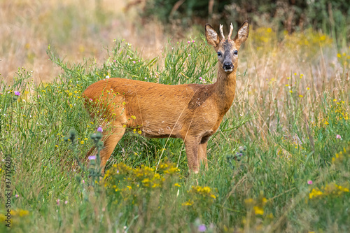 European Roe Deer (Capreolus capreolus), Buck