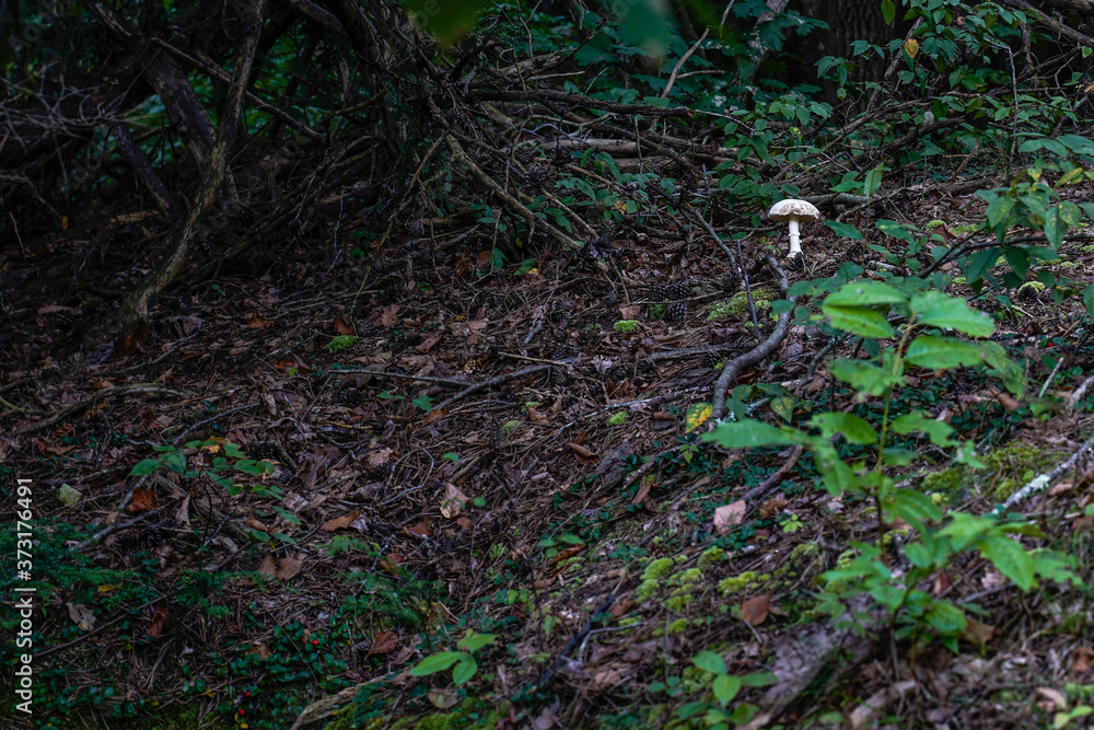 Obraz premium Lonesome mushroom growing in the woods. 