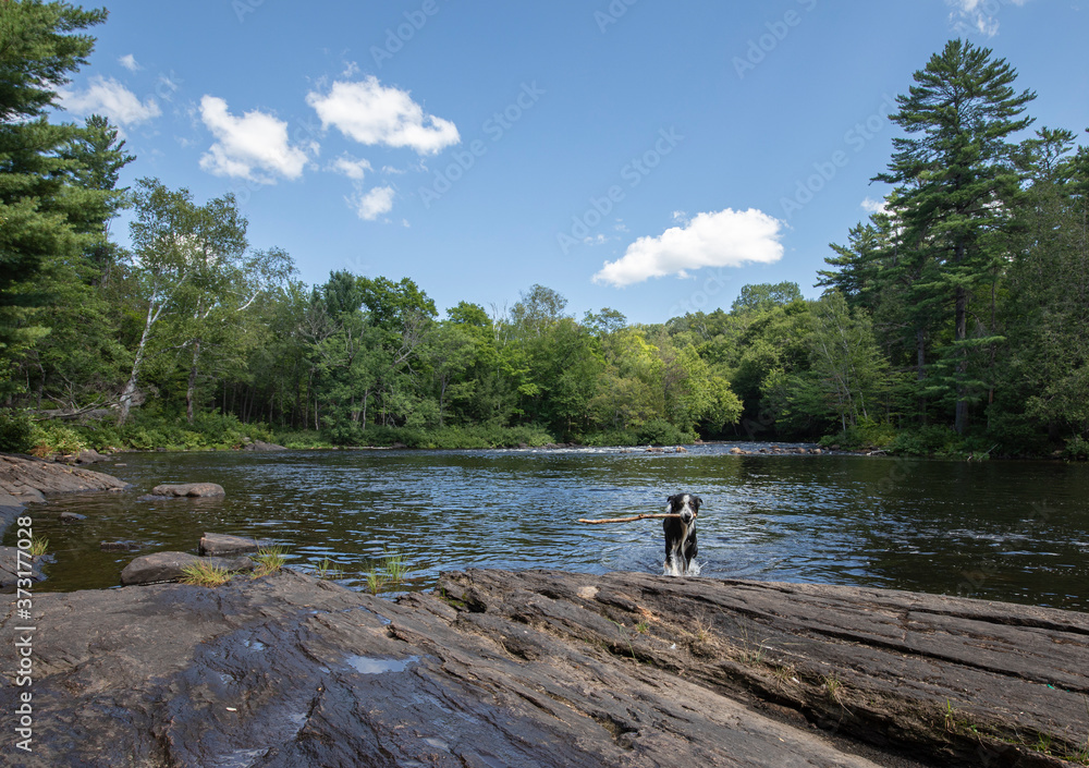 A wet collie australian shepherd on the rock shore of a river with a stick in his mouth A wet collie australian shepherd on the rock shore of a river with a stick in his mouth