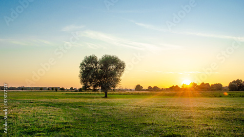 A huge field with a lonely tree in the center of the frame in the photo of a beautiful sunset