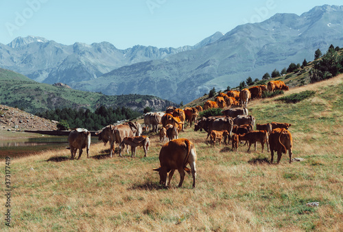 Cows grazing in the mountains