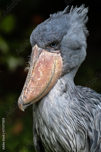 Portrait of a Shoebill (Balaeniceps rex) Bird © Hanjo Hellmann