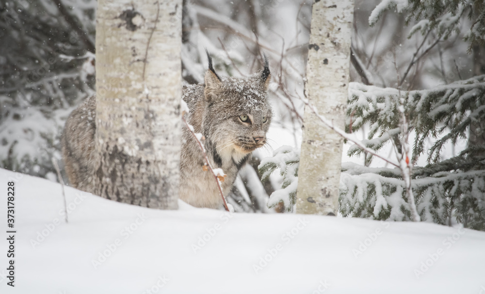 Obraz Canadian lynx in the wild