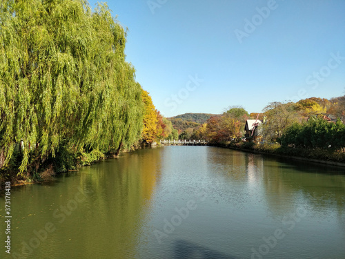 Willow trees on the banks of this small water body among other Ginkgo trees at the Korean folk village in Seoul South Korea- 30th Oct 2018