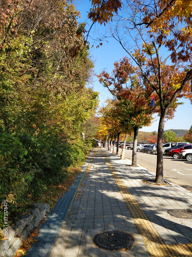 A sidewalk leading to Korean Folk Village covered with medium fall Ginkgo tree foliage