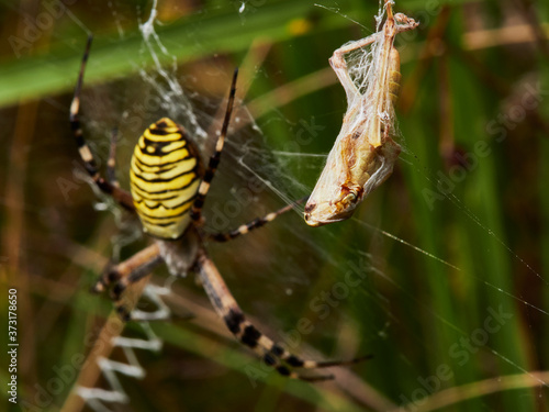 grasshopper on a spider web
