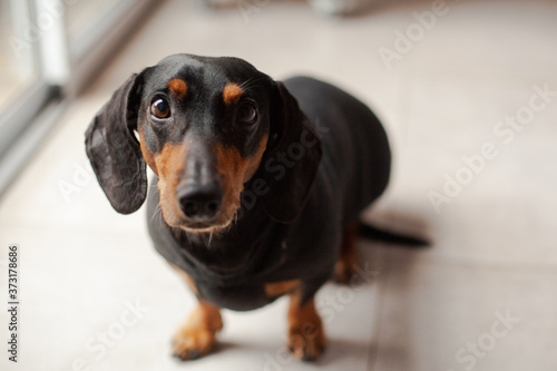 dachshund in black clothes looking at camera