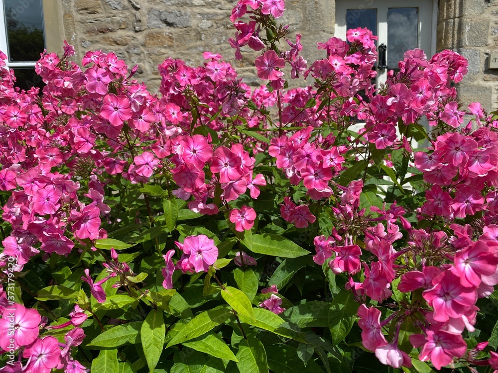 Deep pink flowers, and large green leaves, near a cottage wall, on a late summers day in, Leyburn, Yorkshire, UK