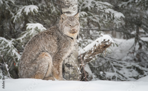 Photography Canadian lynx in the wild